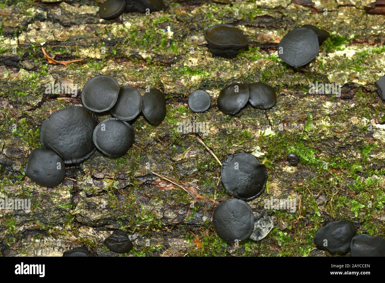 bachelor's button, black Bulgar, black jelly drops, blackstud fungus