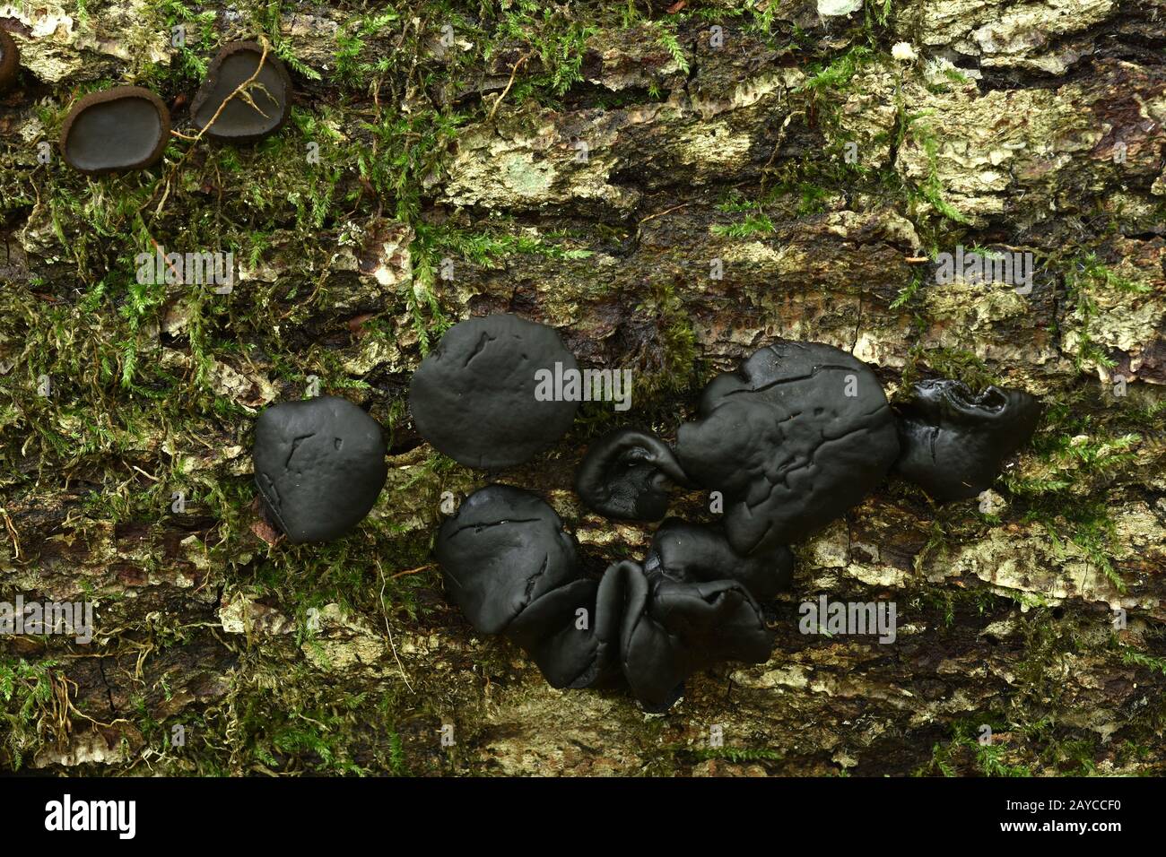 bachelor's button, black Bulgar, black jelly drops, black-stud fungus, poor man's licorice Stock Photo