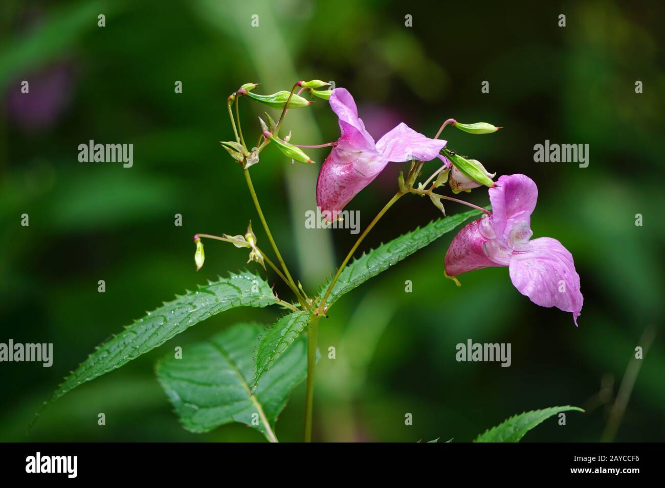 bee-bums, bobby tops, Himalayan balsam, copper tops, policeman's helmet Stock Photo