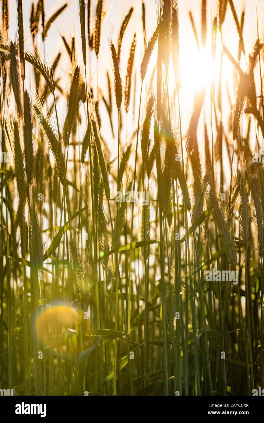 Wheat field. Ears of golden wheat close up. Beautiful Nature Sunset ...
