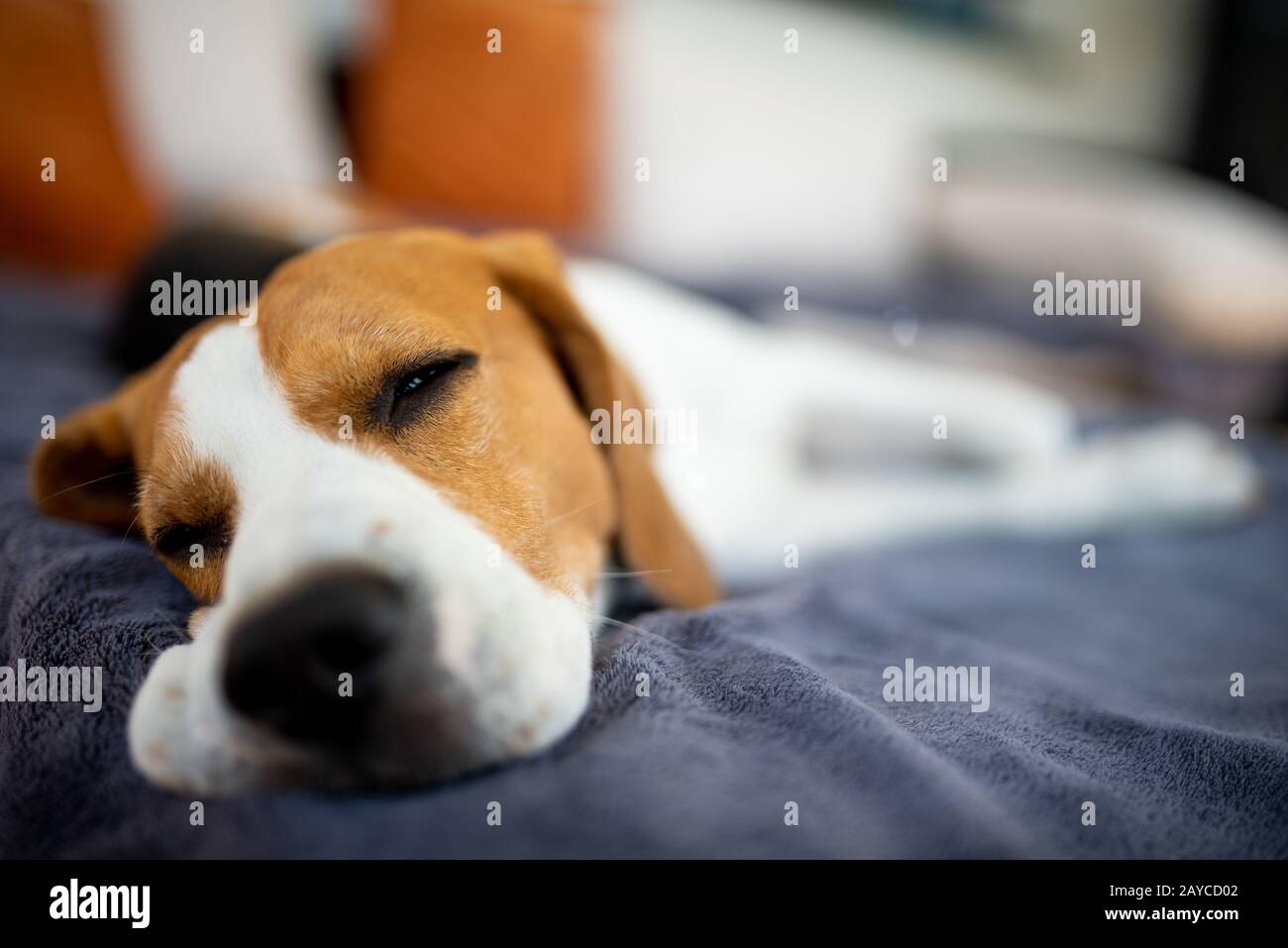 Beagle dog lying down in shade on garden sofa hiding from summer sun
