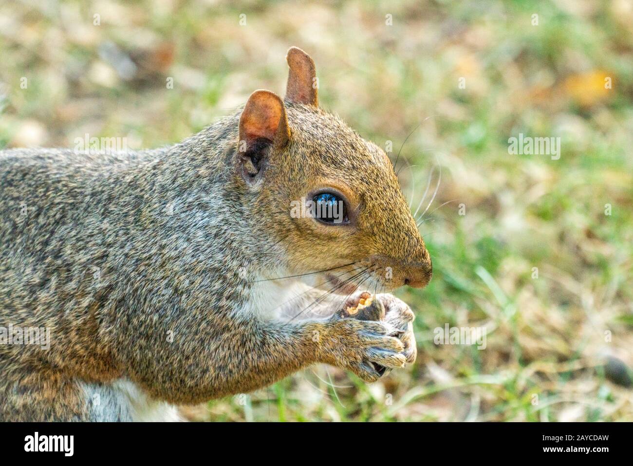 Eastern Gray Squirrel Portrait Stock Photo - Alamy