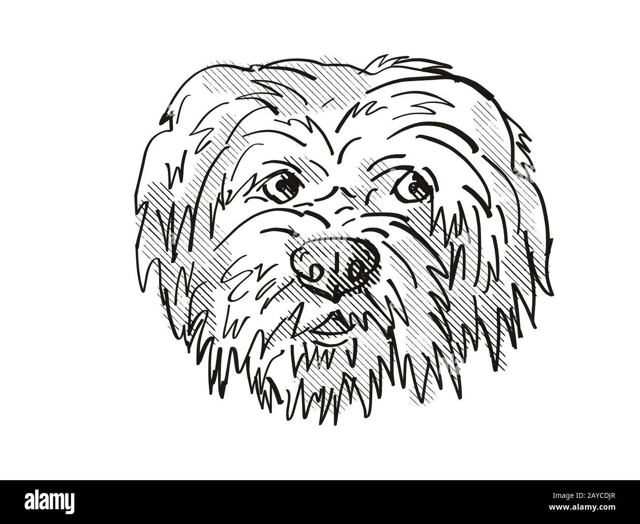 Havanese Dog Breed Cartoon Retro Drawing Stock Photo - Alamy