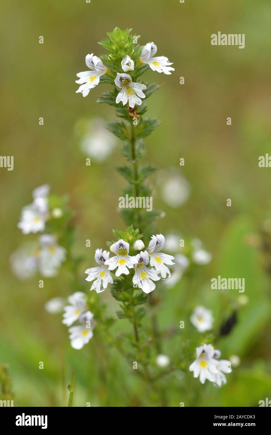 eyebright Stock Photo