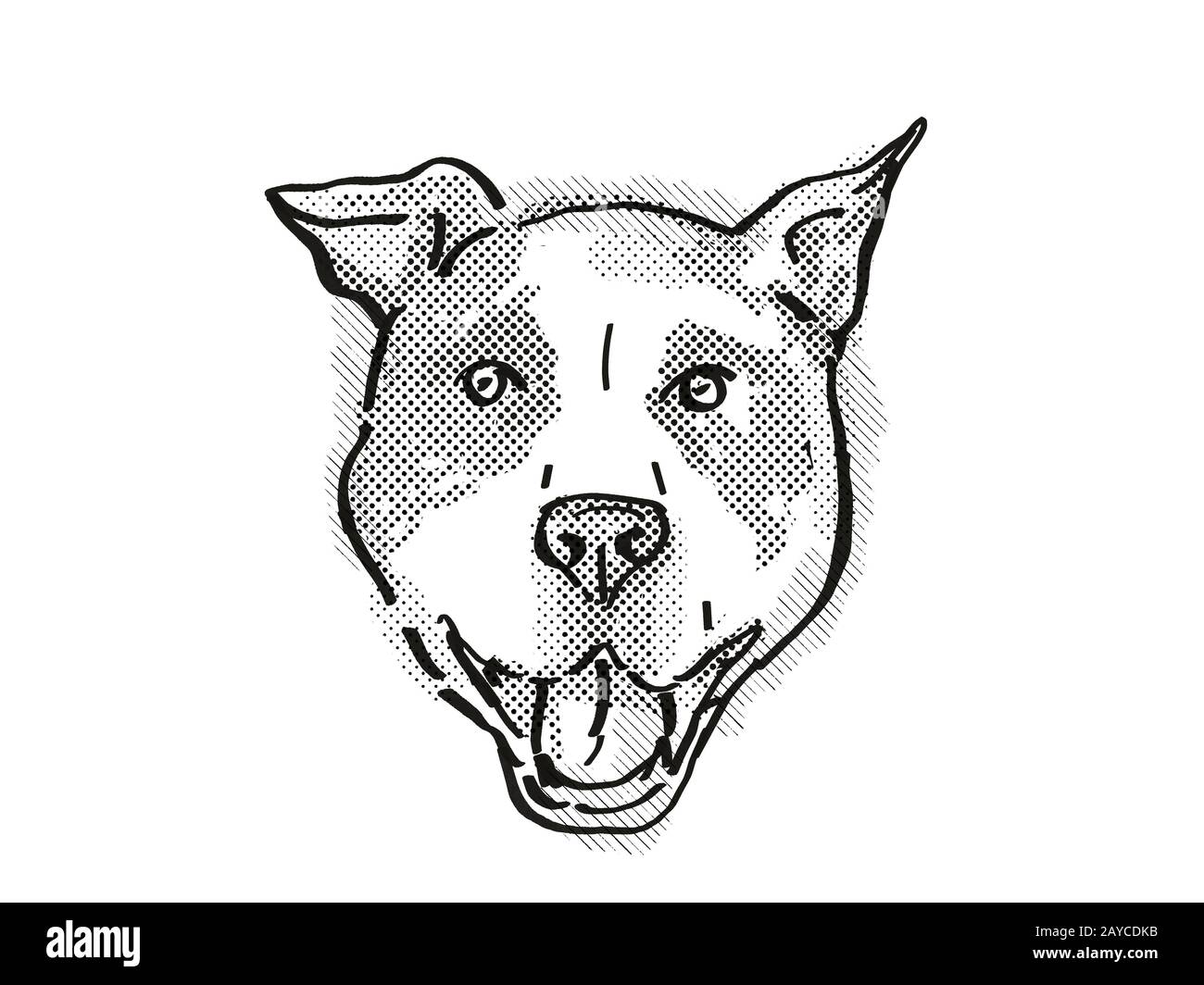 American Pit Bull Terrier Dog Breed Cartoon Retro Drawing Stock Photo -  Alamy