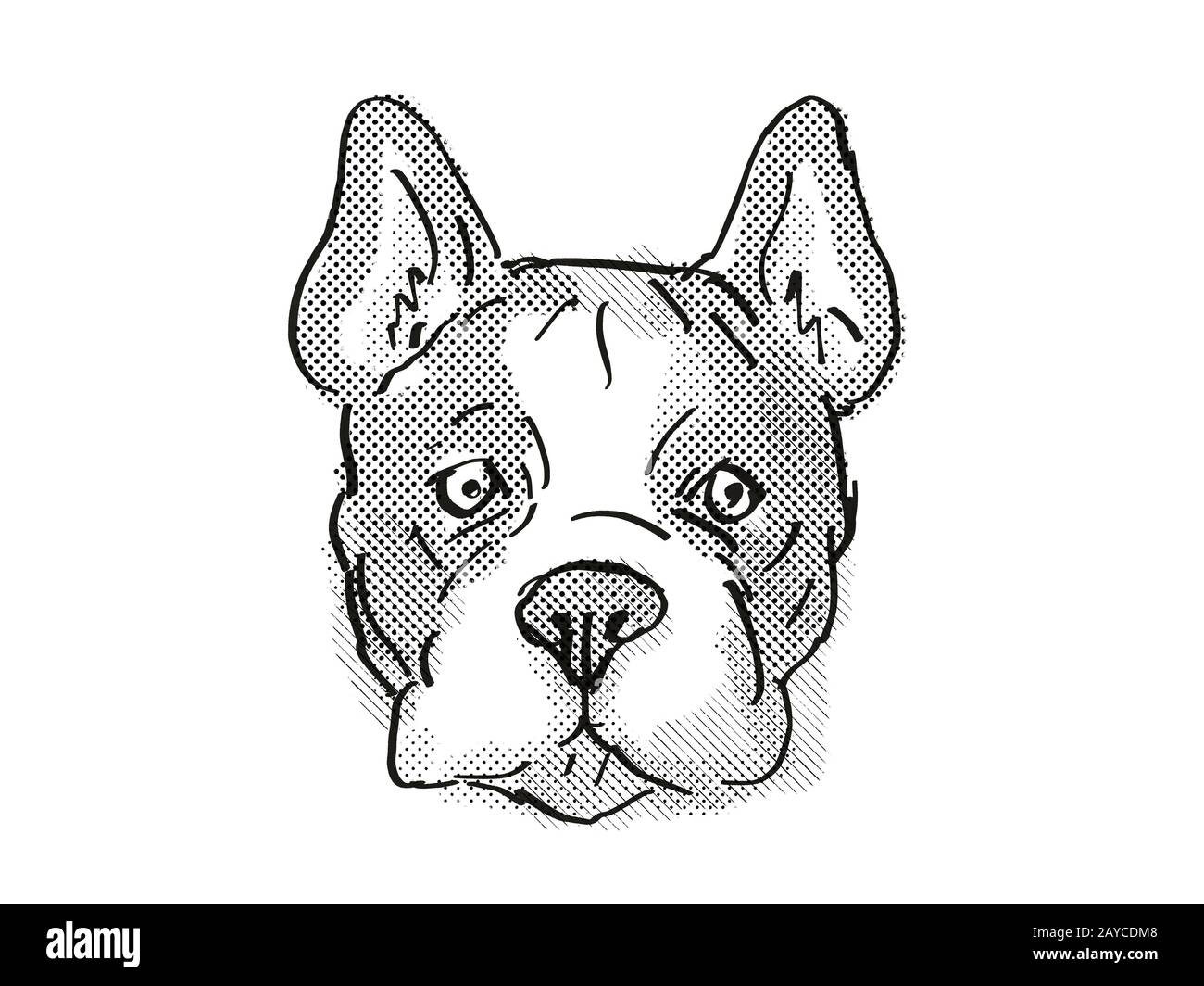 French Bulldog Dog Breed Cartoon Retro Drawing Stock Photo - Alamy