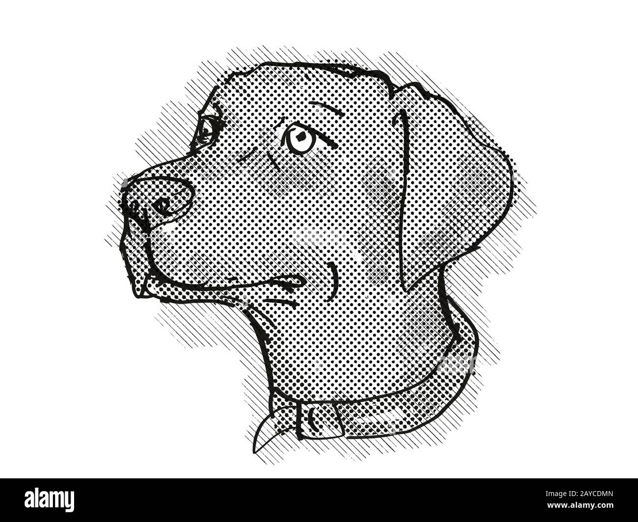 Chesapeake Bay Retriever Dog Breed Cartoon Retro Drawing Stock Photo ...