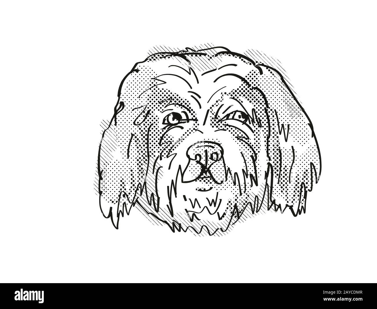 Cavachon Dog Breed Cartoon Retro Drawing Stock Photo - Alamy