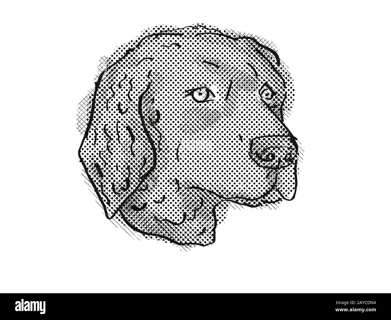 White curly coated retriever 2025