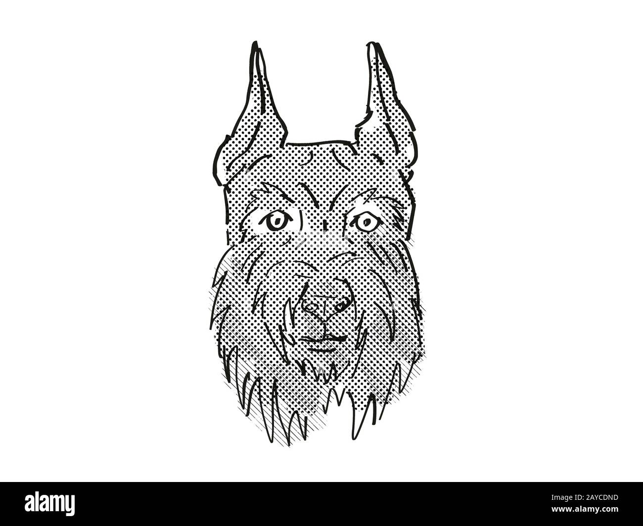 hi style giant schnauzers