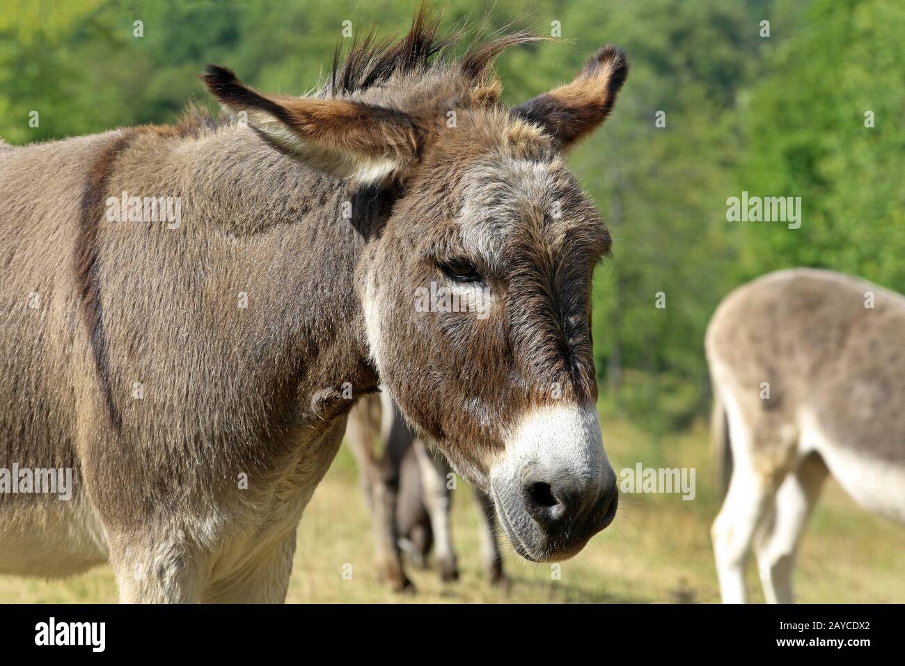 donkey Stock Photo