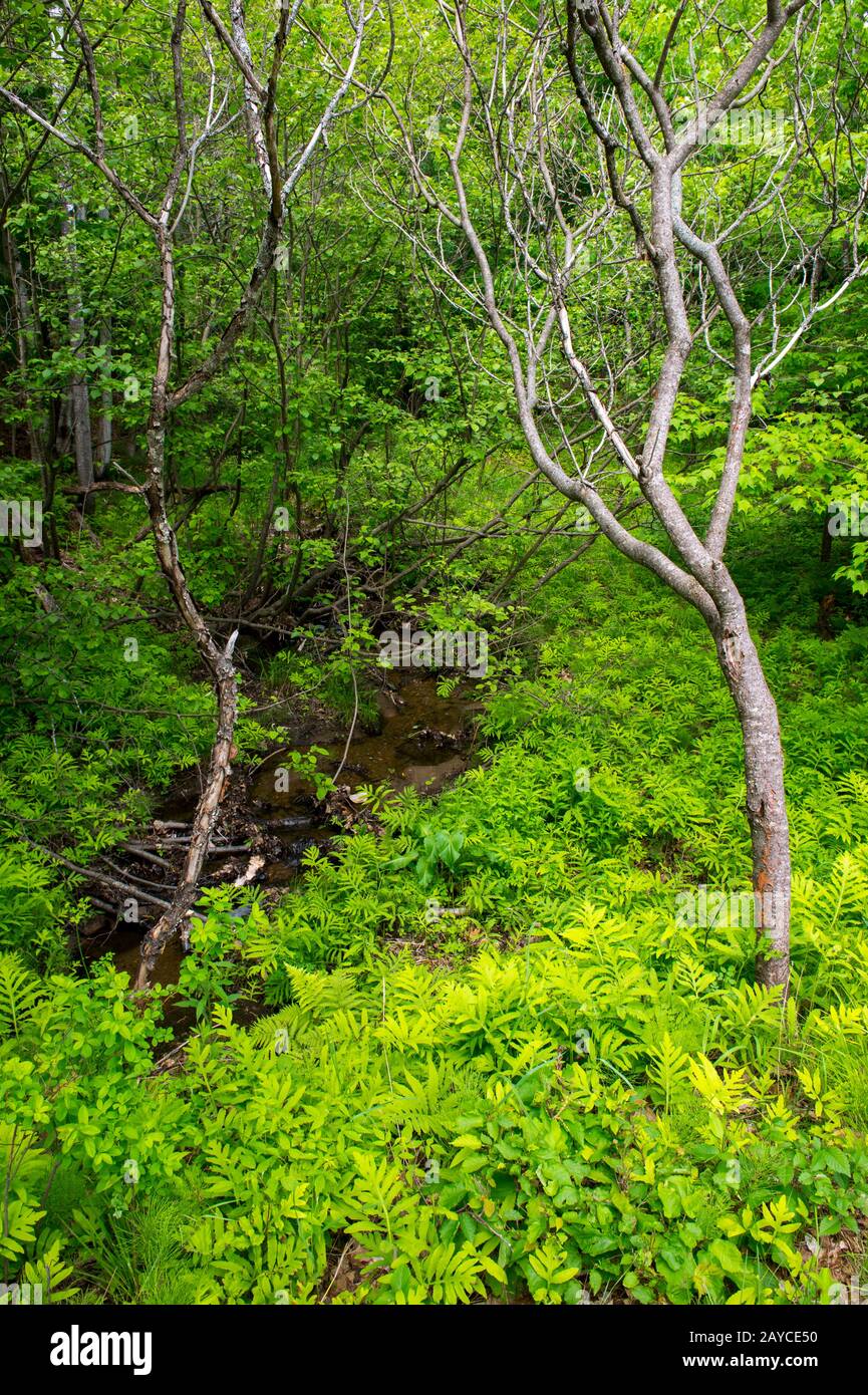 View of the forest along the Le Petit Train du Nord Bike Path near Lac Mercier and Old Mont-Tremblant Village in the Laurentians in Quebec Province, C Stock Photo