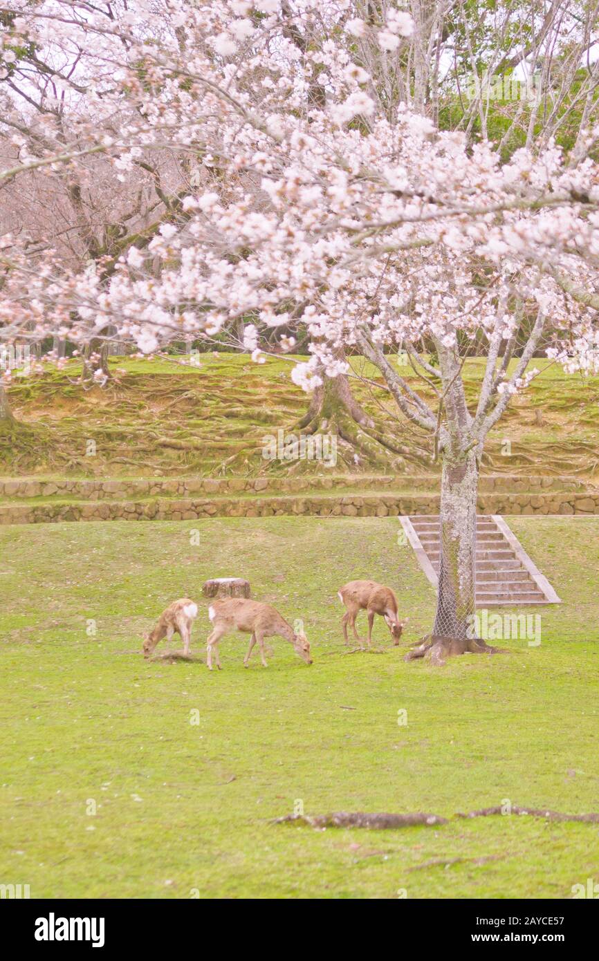 The deer under the cherry tree Stock Photo Alamy