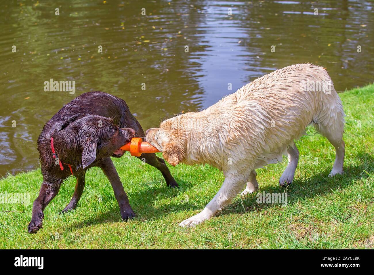 Two labrador dogs playing with  orange rubber toy Stock Photo