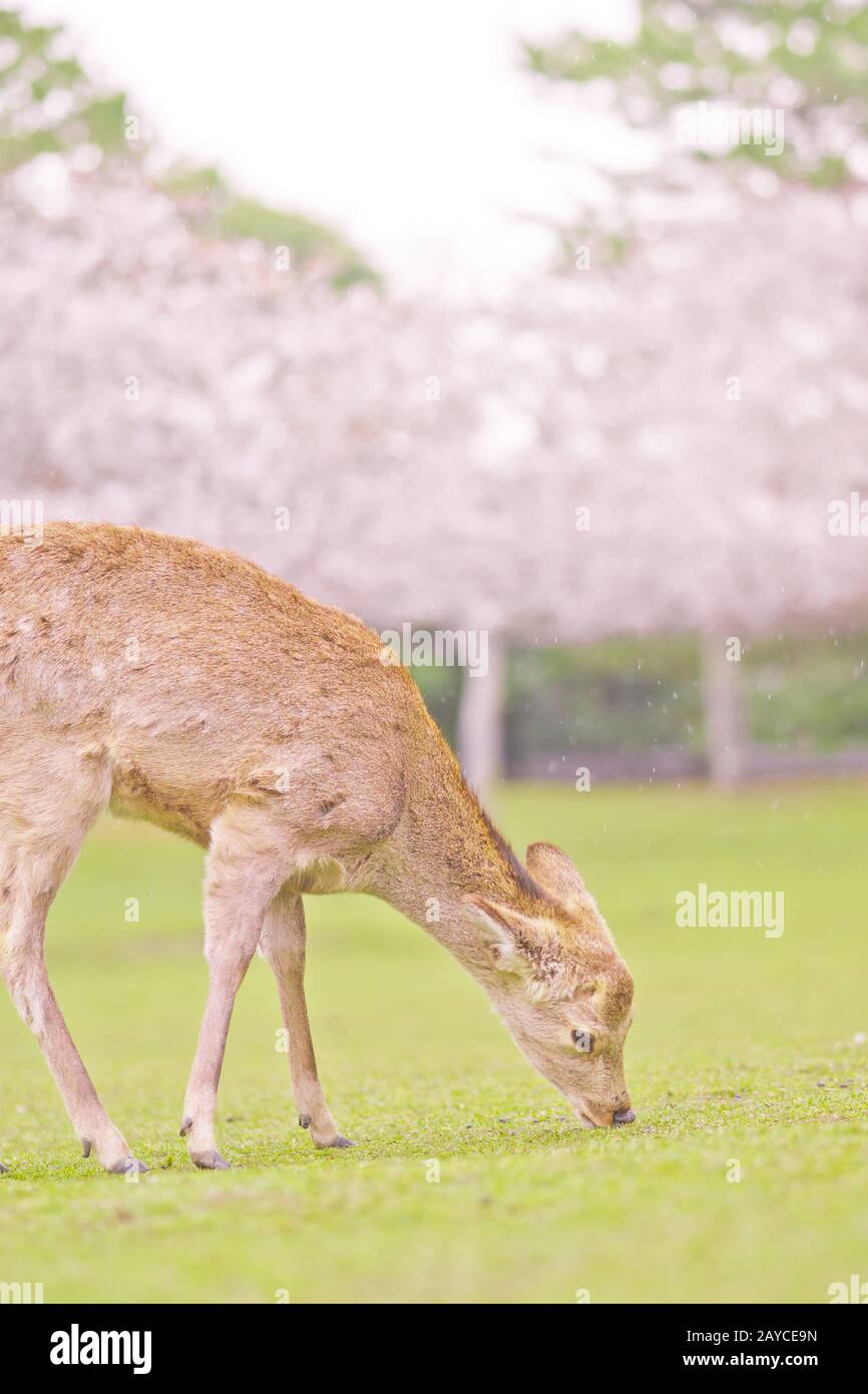 The deer under the cherry tree Stock Photo Alamy