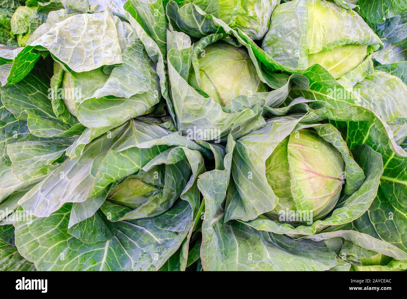 Green cabbage plants as vegetable on market Stock Photo