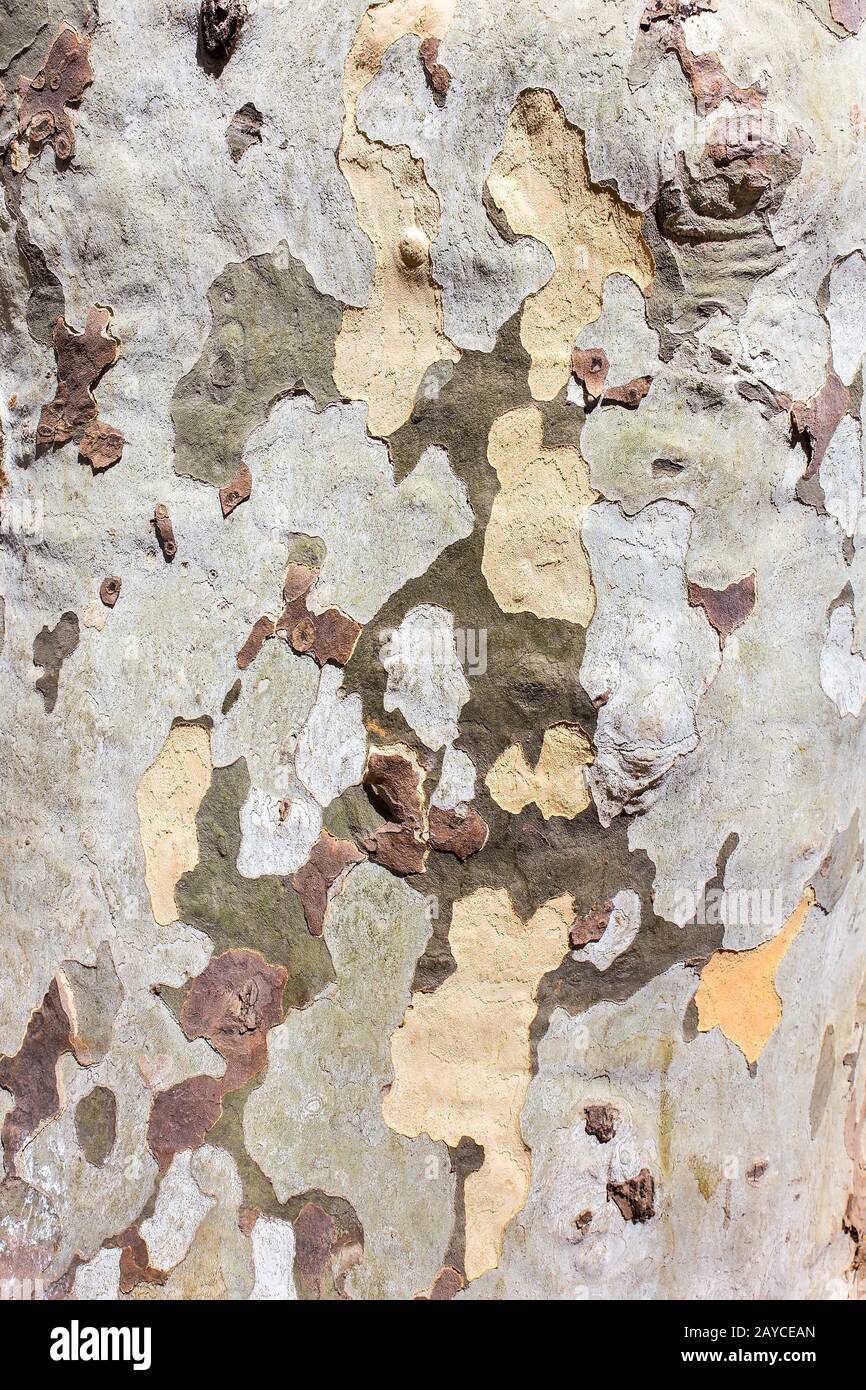 Details tree trunk bark surface as background Stock Photo