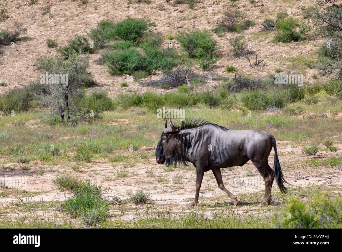 Blue Wildebeest in Kalahari, South Africa Stock Photo