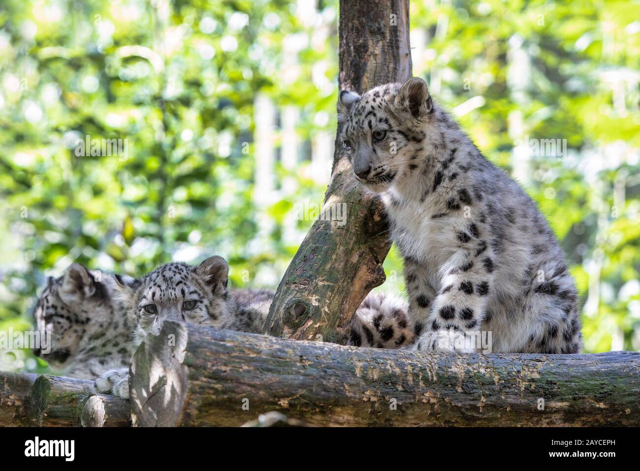 cute kitten of Snow Leopard cat, Irbis Stock Photo