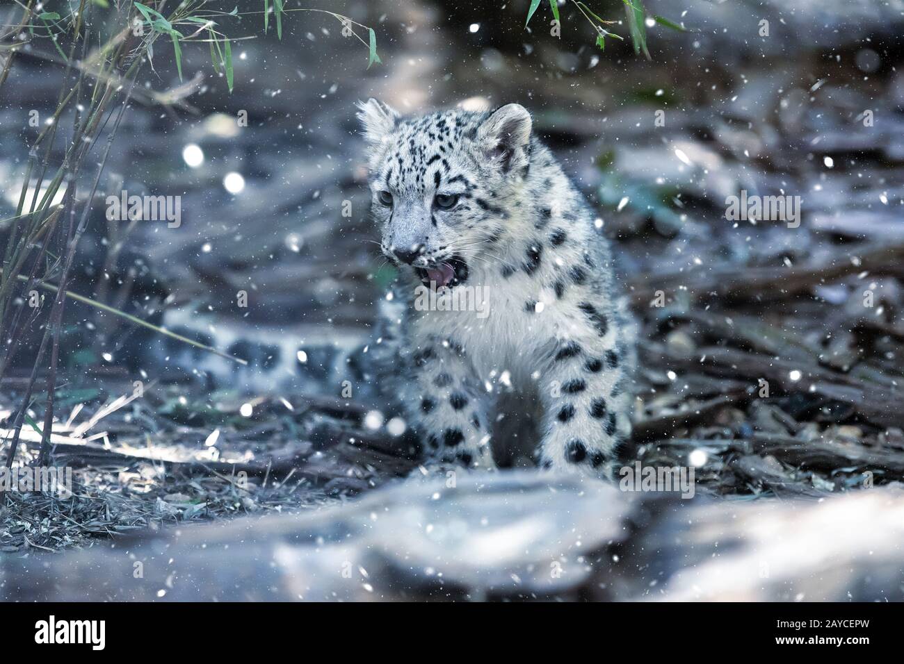 cute kitten of Snow Leopard cat, Irbis Stock Photo