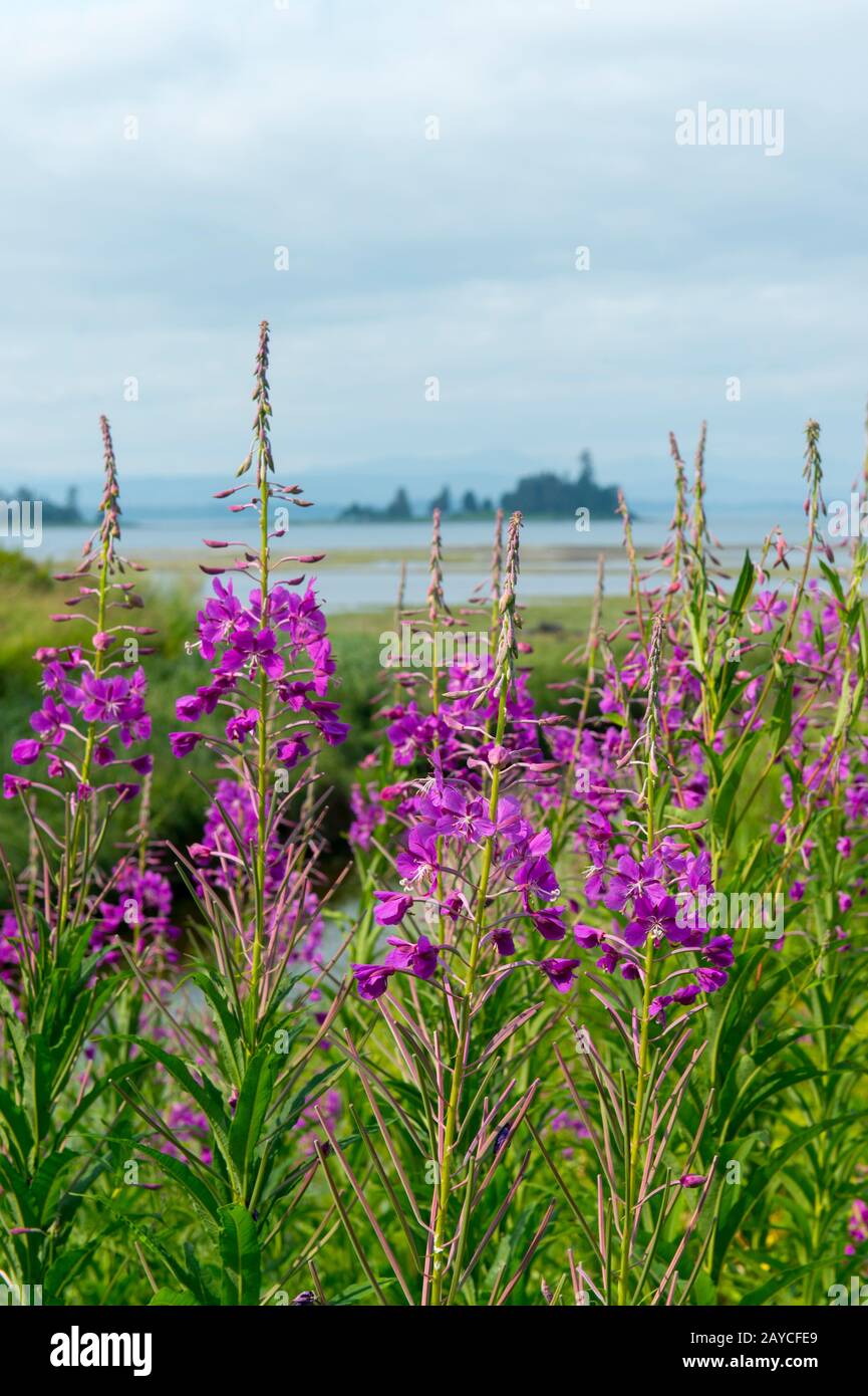 View Of The Island Where The Kake Tlingit Village People Bury Their 