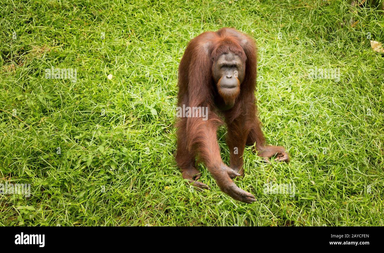 Portrait female orangutan Stock Photo