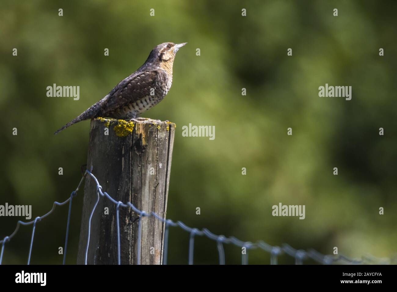 Eurasian Wryneck (Jynx torquilla) Stock Photo