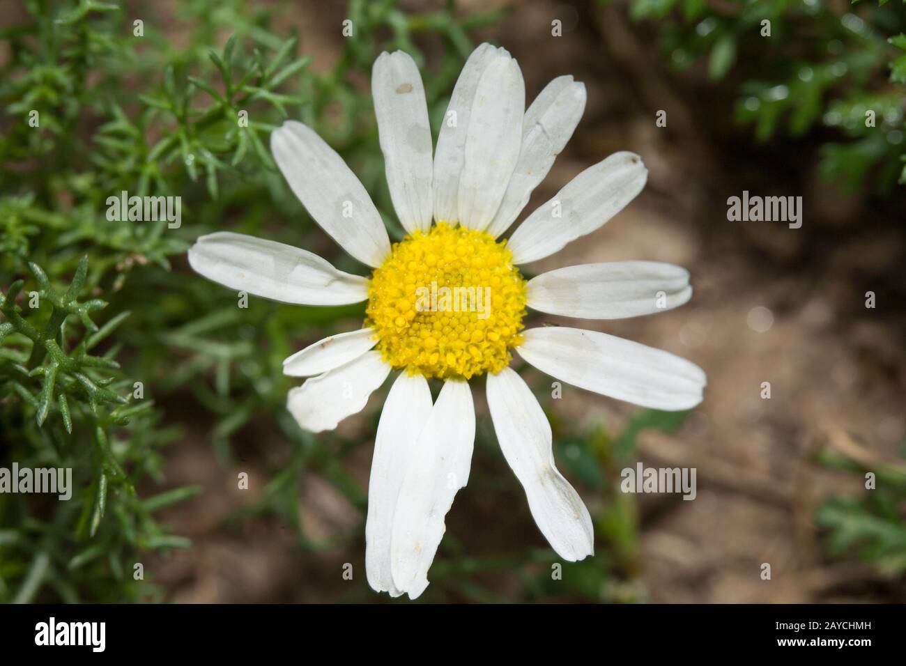 Closeup of a daisy with natural background. Color photo. Photo taken from the top. The petals of the flower are irregular and damaged. Stock Photo