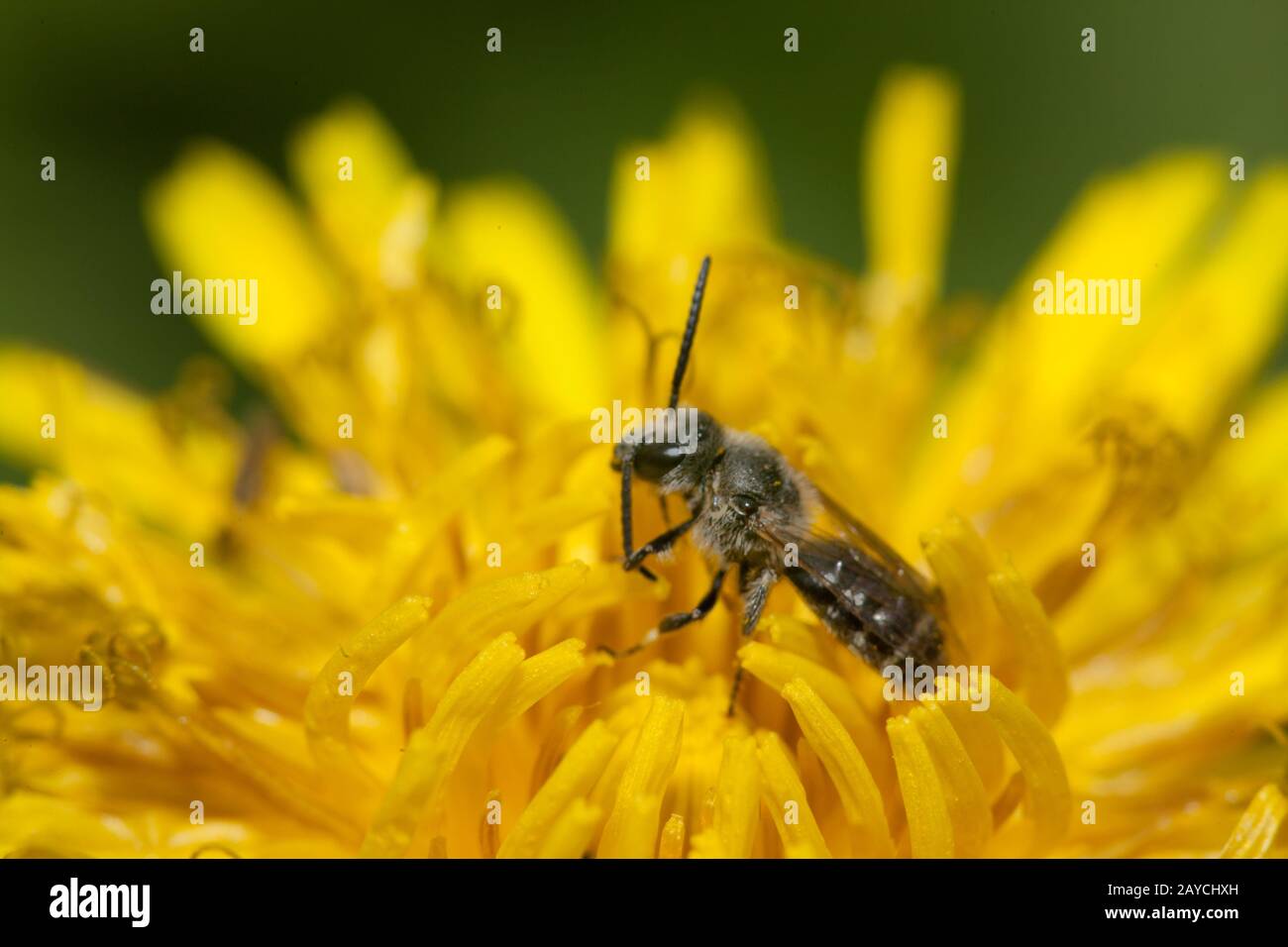 A small solitary bee (family Apidae, genus Lasioglossum) in a dandelion flower Stock Photo