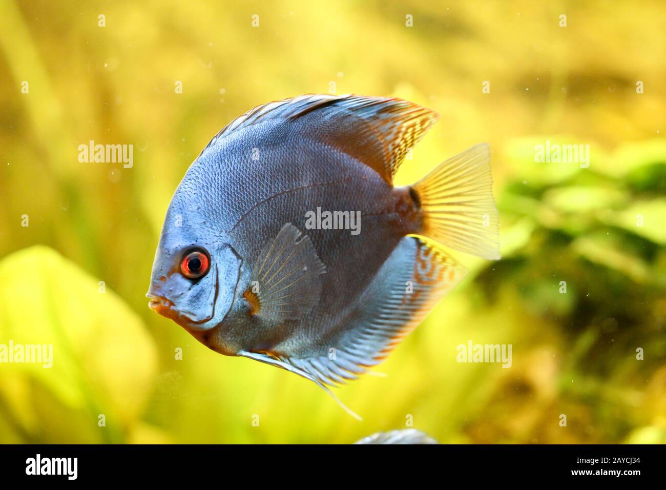 Discus fish in the aquarium. Discus are fish from the genus Symphysodon. Stock Photo