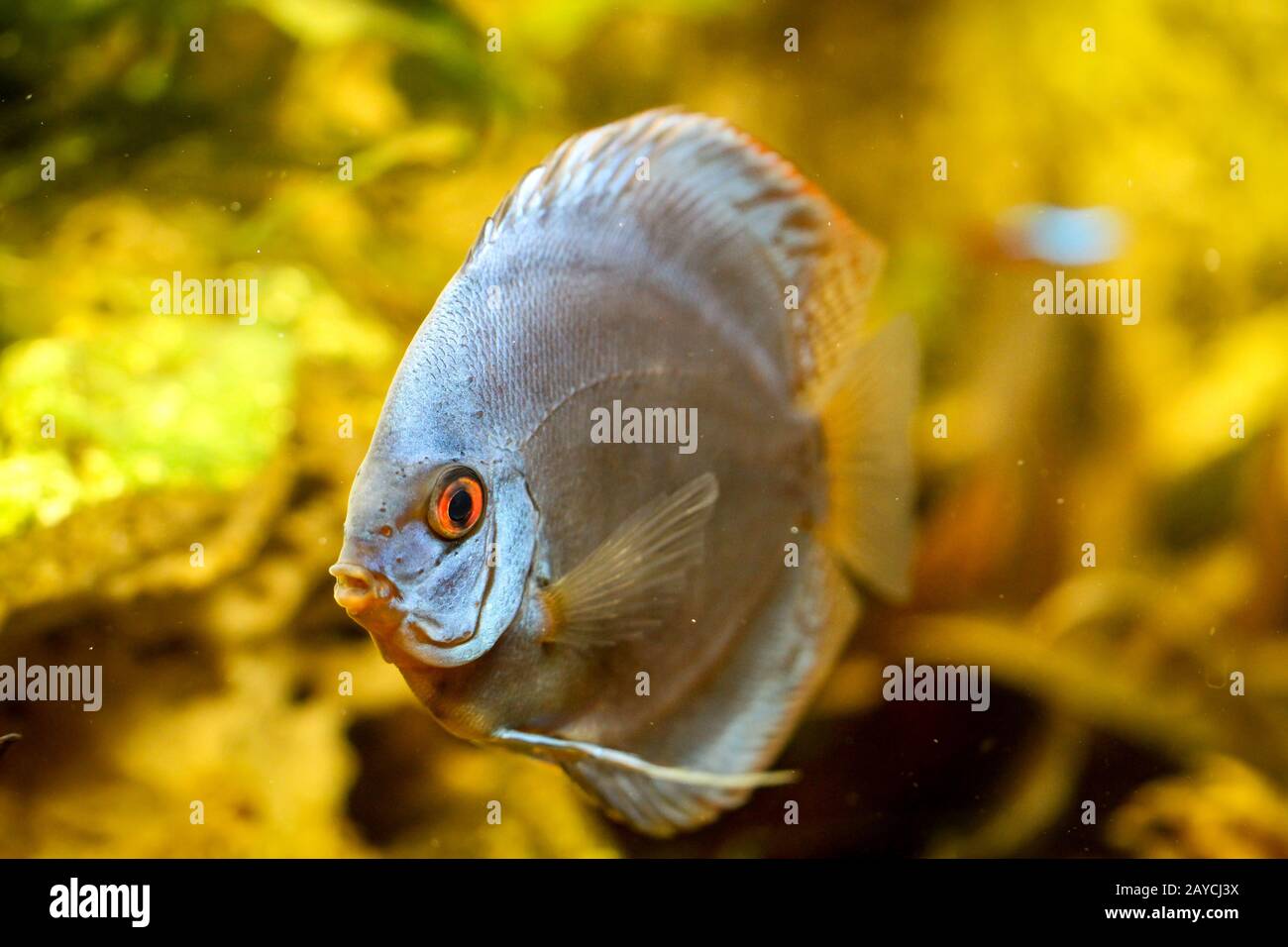 Discus fish in the aquarium. Discus are fish from the genus Symphysodon. Stock Photo