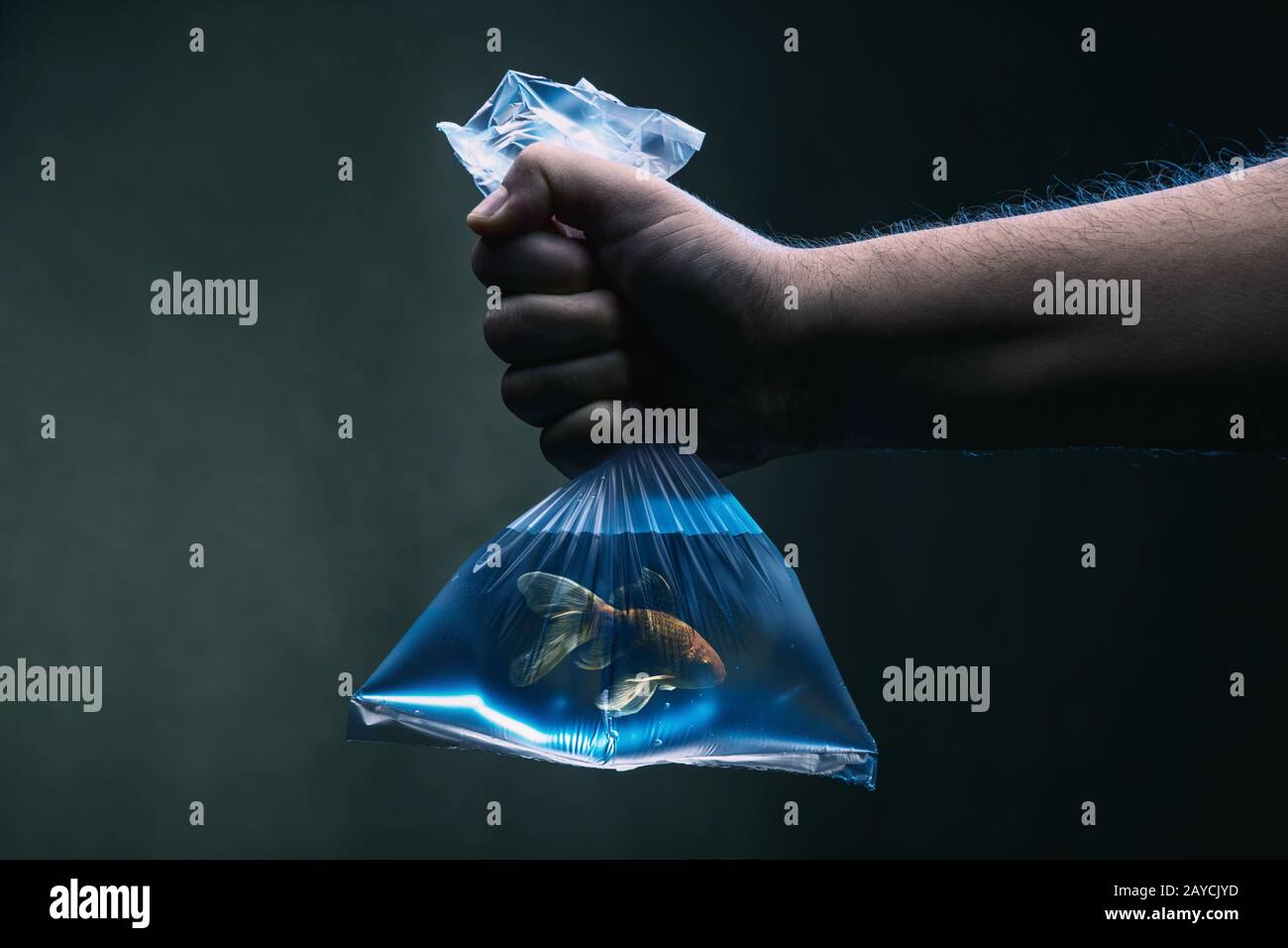 Swimming goldfish in a plastic bag filled with clean blue water under water scene. Environmental pollution, micro plastic and ha Stock Photo