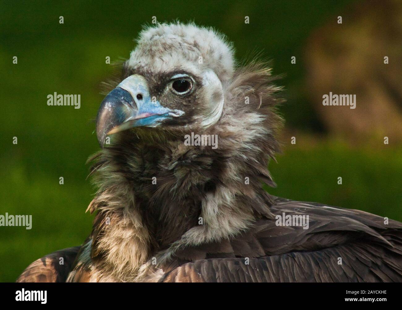 monk vulture or eurasian black vulture, Aegypius monachus Stock Photo ...
