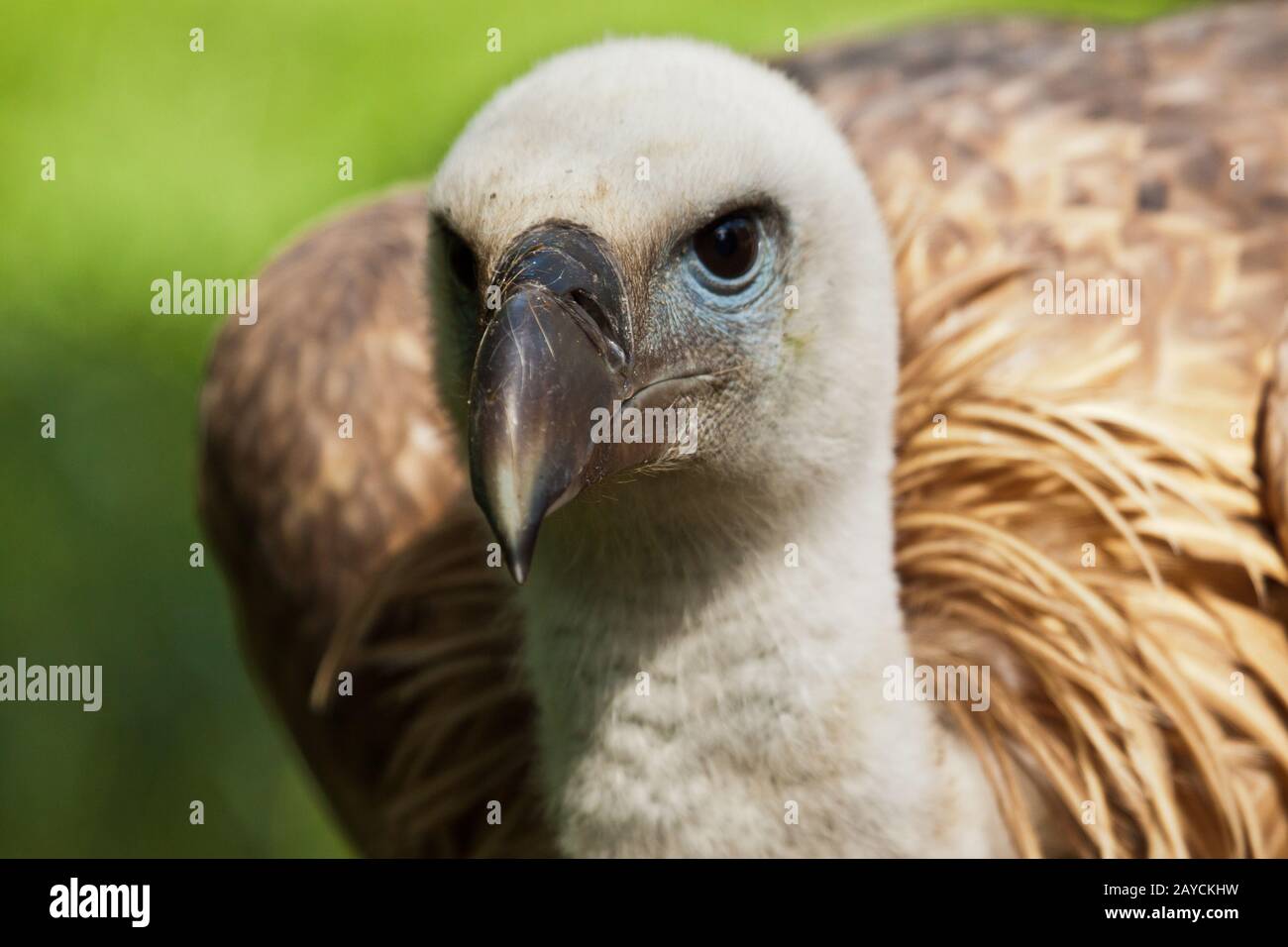 Eurasian griffon vulture, Gyps fulvus Stock Photo