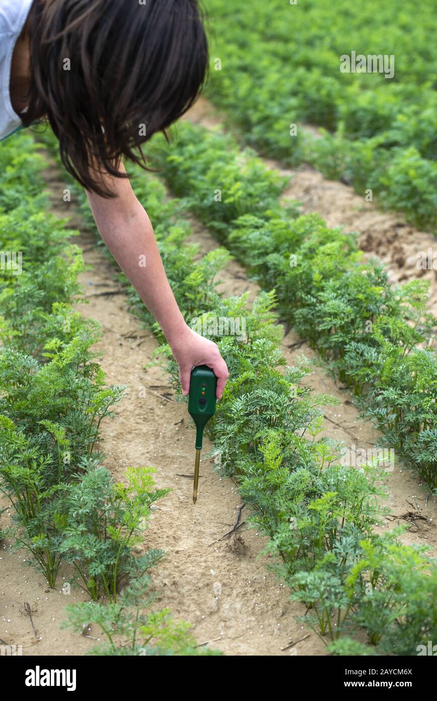 Measure soil with digital device. Green plants and woman farmer measure PH and moisture in the soil. Stock Photo