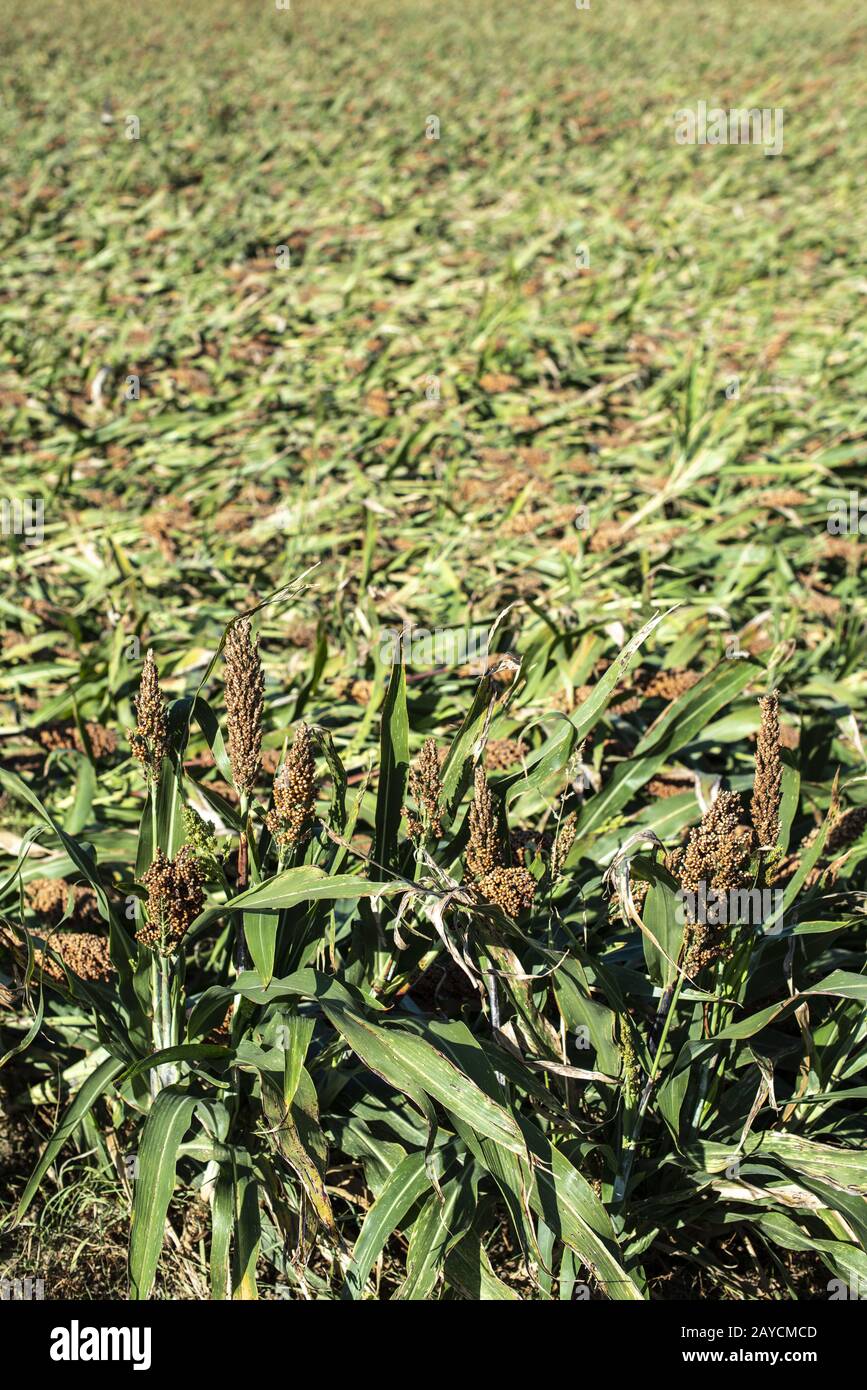 Millet plantations in the field. Bundles of millet seeds Stock Photo