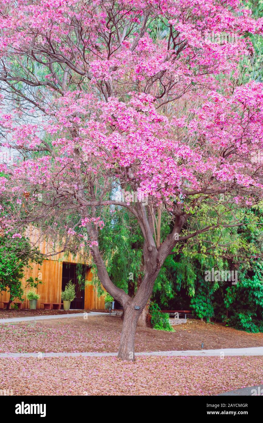 Colorful flowers in Los Angeles botanical garden in spring Stock Photo