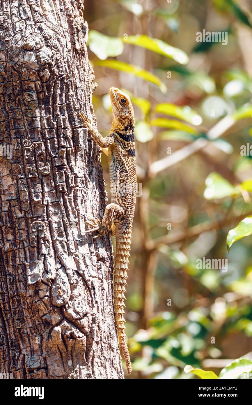 common collared iguanid lizard, madagascar Stock Photo