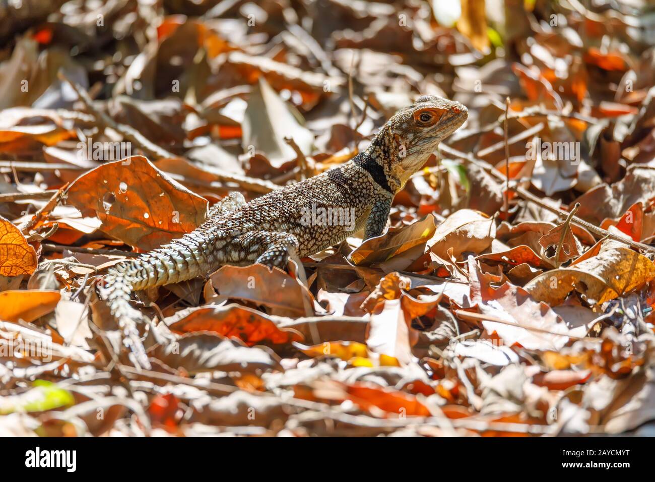 Halsbandleguan High Resolution Stock Photography and Images - Alamy