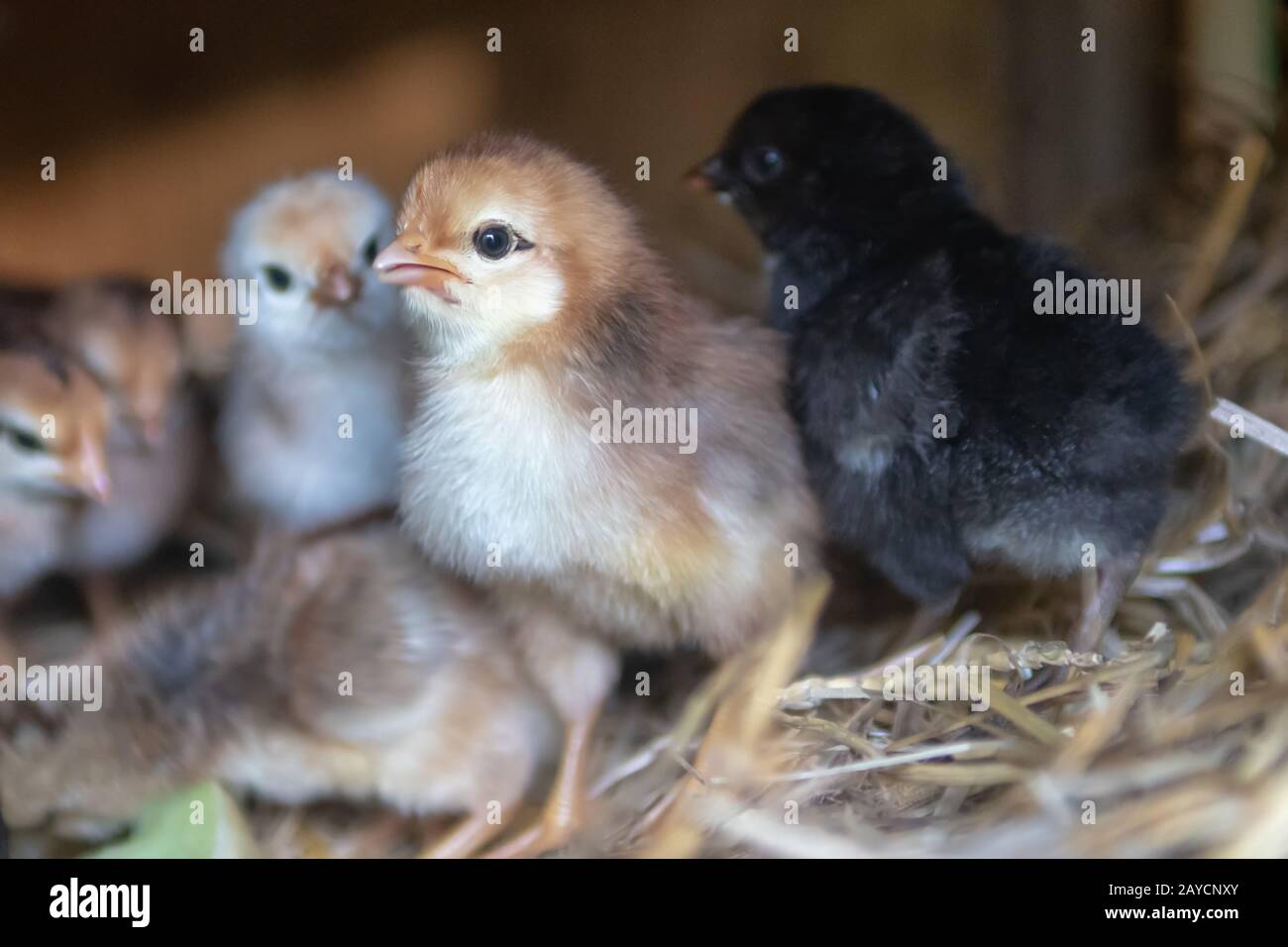 mother hen with baby chickens Stock Photo