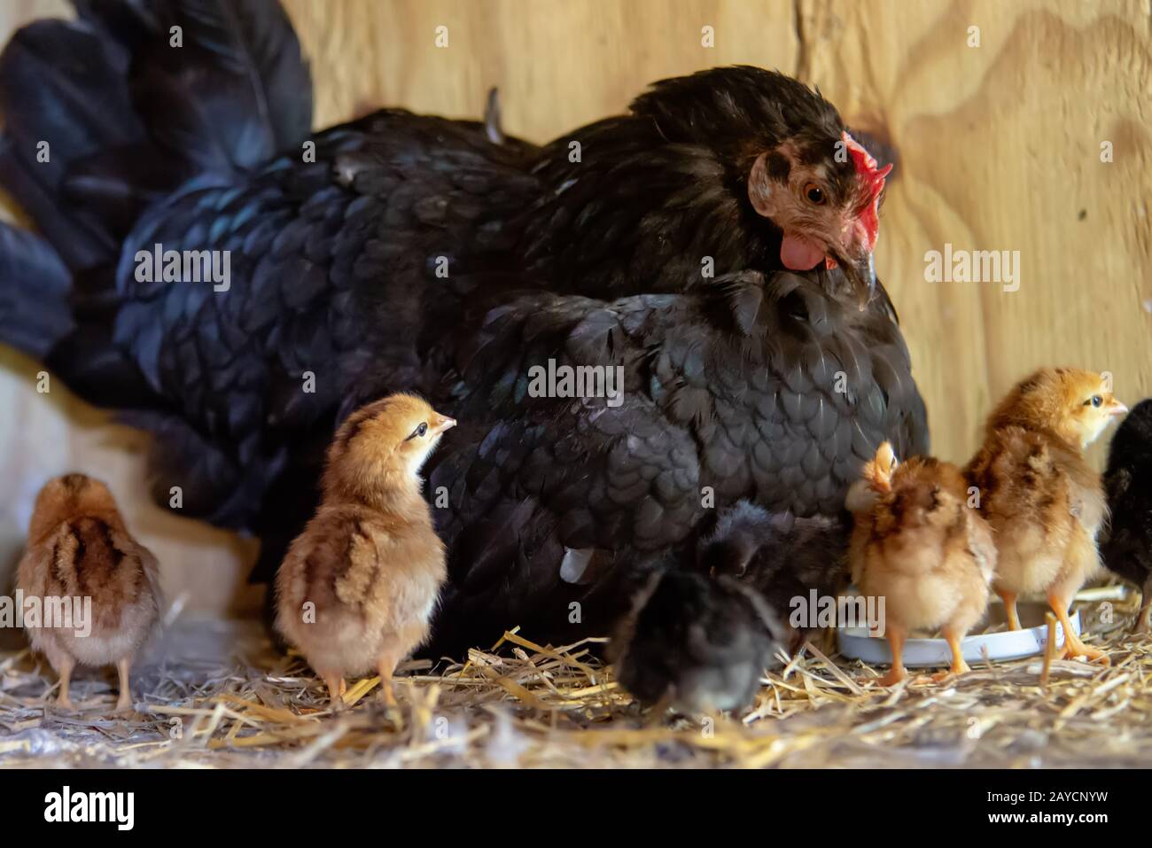 mother hen with baby chickens Stock Photo