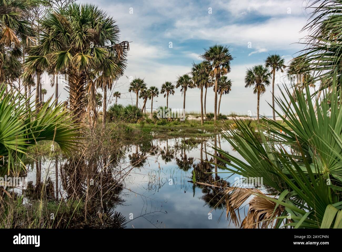 reflections of palm trees on hunting island south carolina Stock Photo