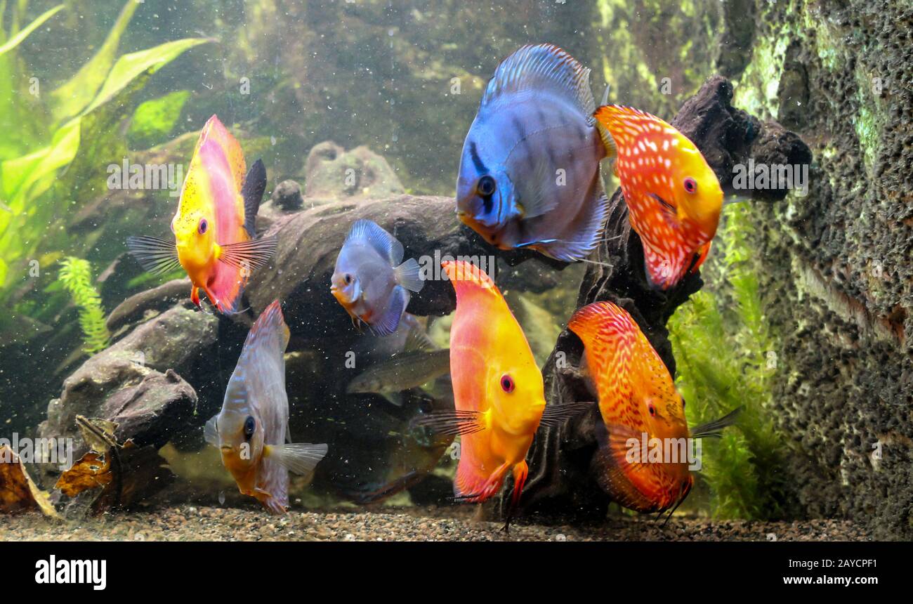 colorful discus fish, cichlids in aquarium Stock Photo