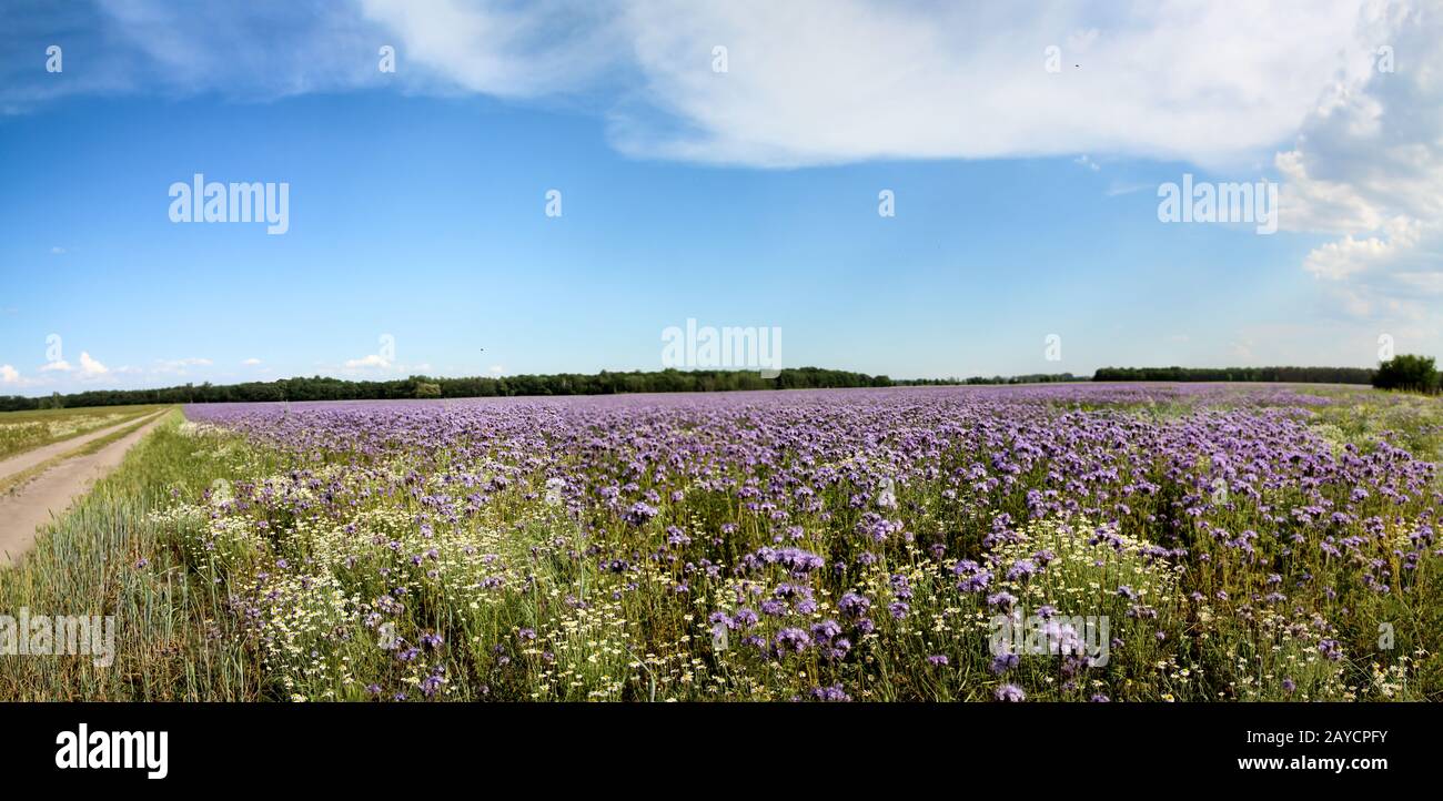 Blue-violet flowers Phacelia on a field Stock Photo