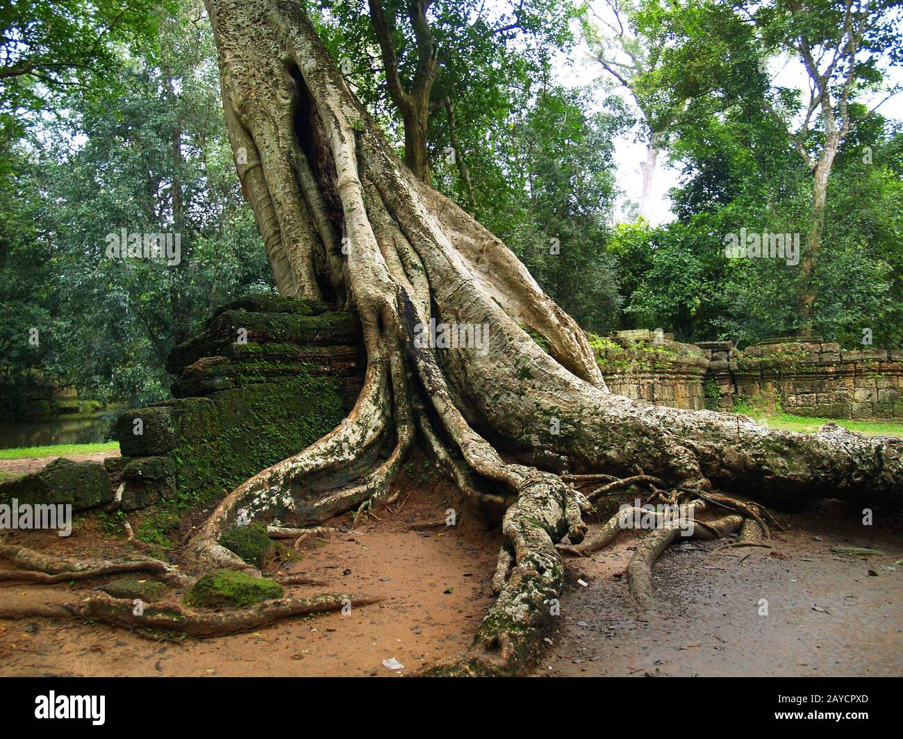 Trees and roots growing in the middle of wall and temple in Angkor wat ...