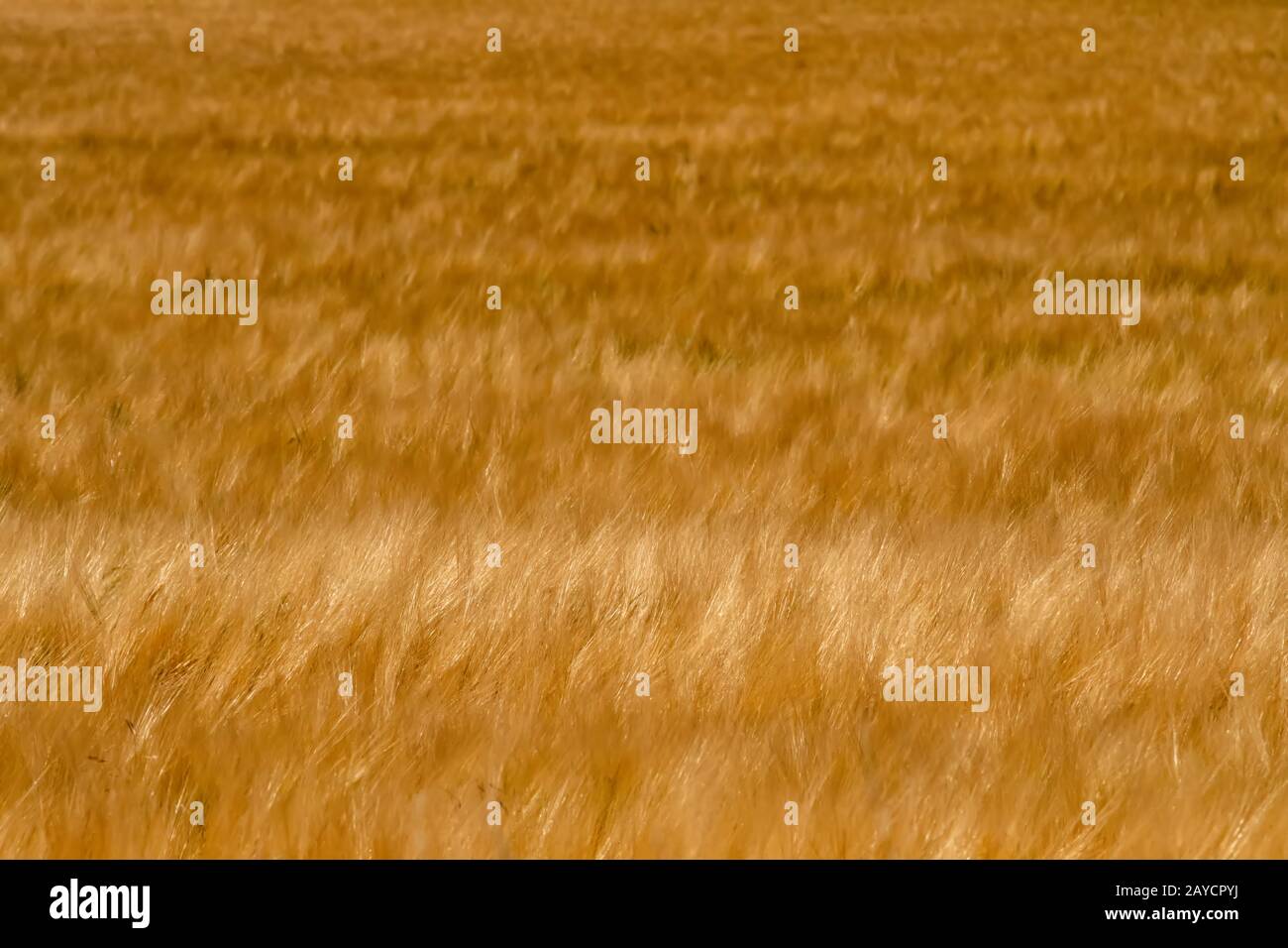 golden wheat fields on sunny day in wyoming Stock Photo