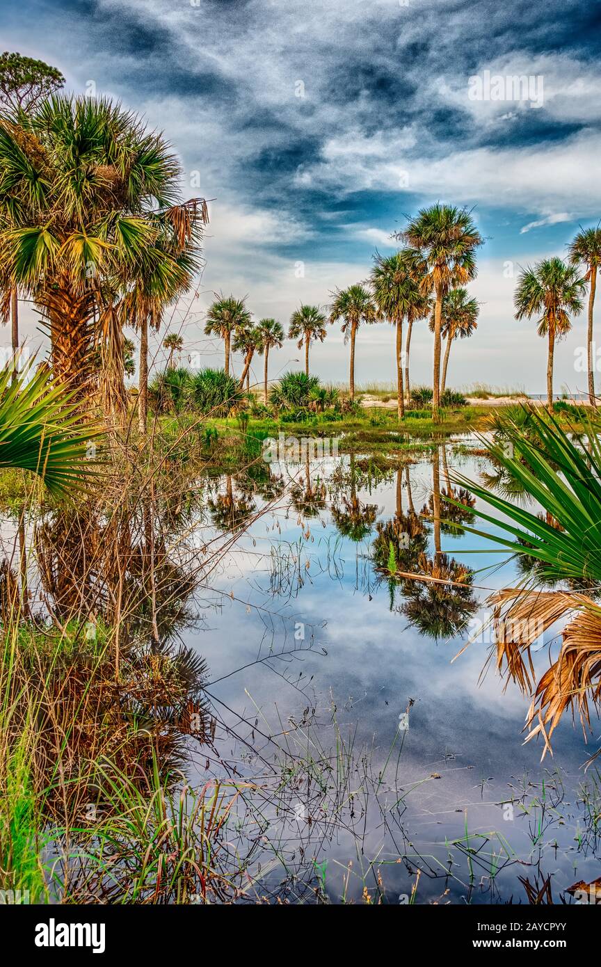 reflections of palm trees on hunting island south carolina Stock Photo