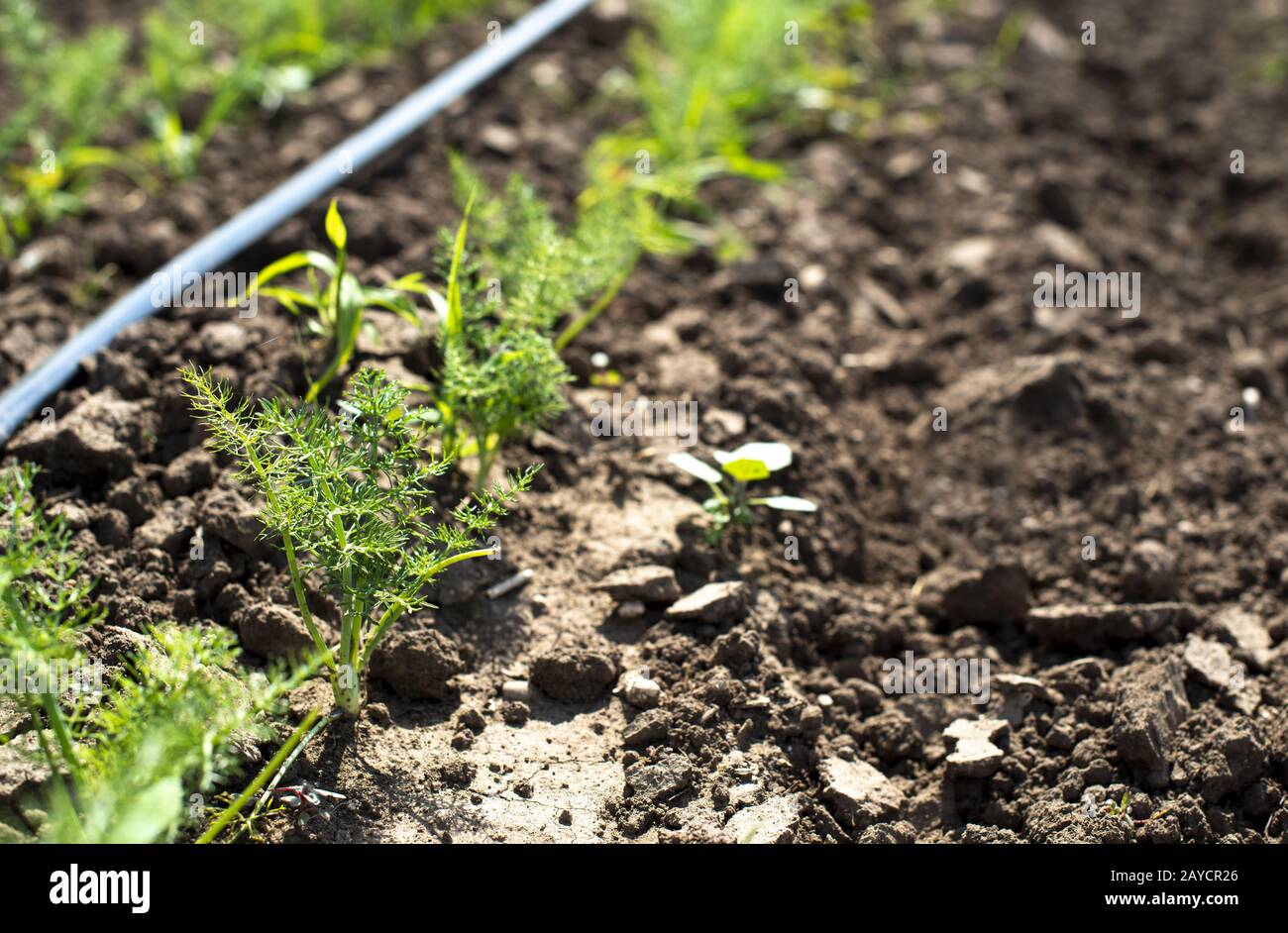Fennel plantation. Growing fennel Stock Photo Alamy