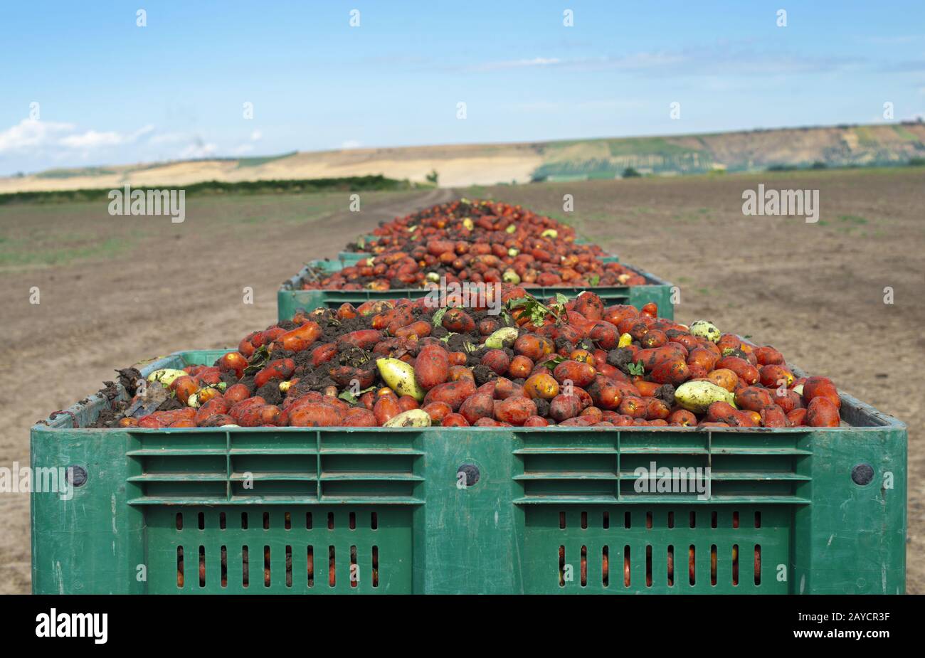 Tomatoes for canning. Agriculture land and crates with tomatoes. Stock Photo
