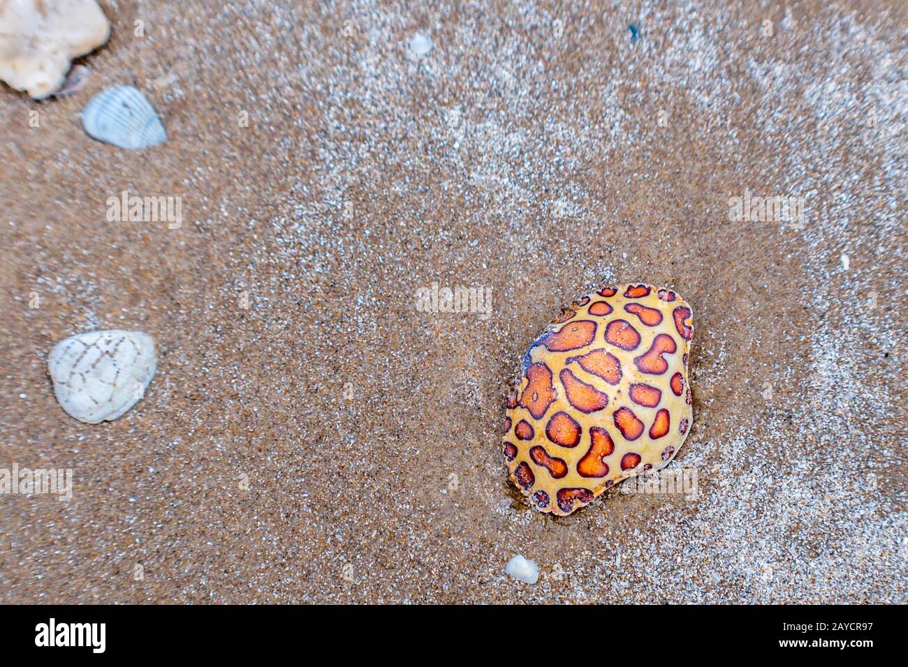 A Calico Box Crab in South Padre Island, Texas Stock Photo - Alamy